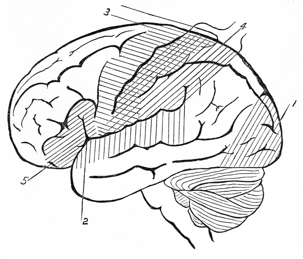 Coloring Page Brain