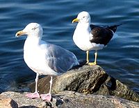 Goéland argenté (Larus argentatus, devant) et goéland marin (Larus fuscus, derrière) en Norvège : deux phénotypes avec de nettes différences.