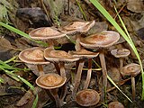 Panaeolus.subbalteatus.3.jpg