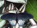 Papilio memnon memnon