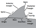 Image 22Dorsal fin diagram with landmarks labeled. (from Shark anatomy)