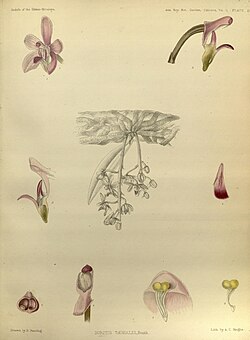 Phalaenopsis taenialis. Ілюстрація з книги G. King and R. Pantling, «The Orchids of the Sikkim-Himalaya» 1898