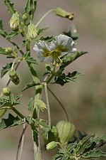 Miniatura para Physalis acutifolia