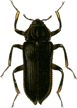 Potamophilus acuminatus