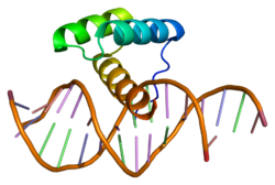 Белок MSX2 PDB 1ig7.png