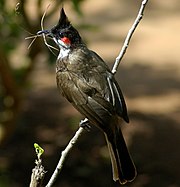 Red whiskered Bulbul