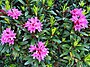 Рододендрон ферругинеукс-Альпский (Rhododendron ferrugineum) en Vanoise.jpg