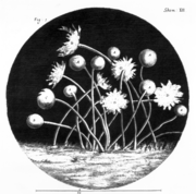 Robert Hooke Micrographia Schematic 12 Upper Part.png