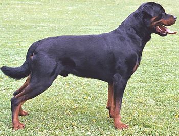 An undocked Rottweiler in profile