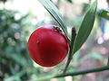 Miniatura per Ruscus aculeatus