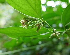 Inflorescence en mars