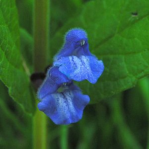 Almindelig skjolddrager (Scutellaria galericulata)