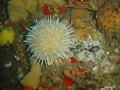 Gilchrist's sea urchin on the deep reef