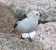 An adult male snow bunting in the Cairngorms. Snow Bunting Cairngorm.jpg