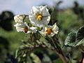 Solanum tuberosum Highland Burgundy Red (04) .jpg