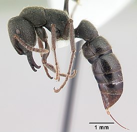 Stigmatomma bellii