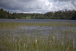 Stora Bjurevatten från dess södra ände mot norr.