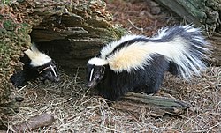 Svītrainais skunkss (Mephitis mephitis)