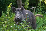 Wildschwein