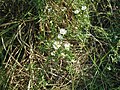 Aster ericoides