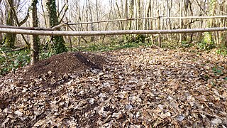 Another wood ant nest