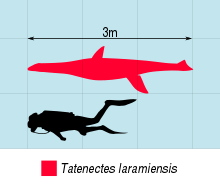 Schéma montrant la comparaison en taille de Tatenectes (en rouge), à un être humain (à droite).