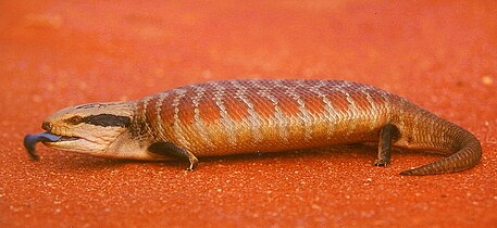 Tiliqua multifasciata