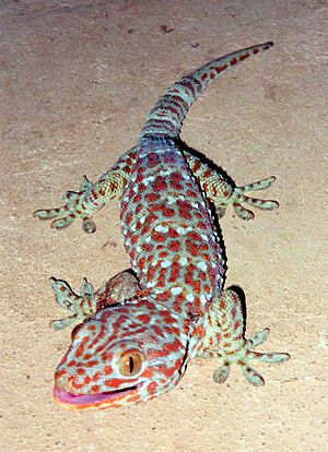 Tokay Gecko (Gekko gecko), Location: Vang Vien...