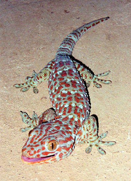 http://upload.wikimedia.org/wikipedia/commons/thumb/5/57/Tokay_Gecko.jpg/434px-Tokay_Gecko.jpg