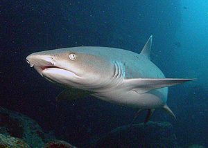 English: Whitetip reef shark (Triaenodon obesu...