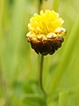 Trifolium badium Inflorescence