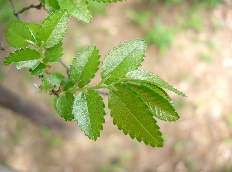 File:Ulmus parvifolia5.jpg