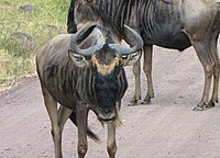 White-Bearded GNU