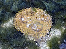 Yellow pot sponge (Rhabdastrella globostellata).jpg