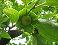 参考：カキノキ（Diospyros kaki）の若い果実