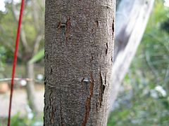 Tronc d'acacia cultriformis