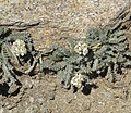 Achillea nana