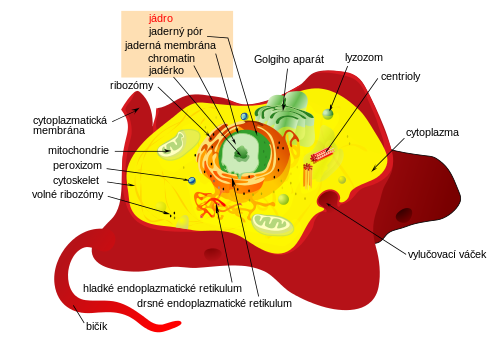 Animal cell structure cs