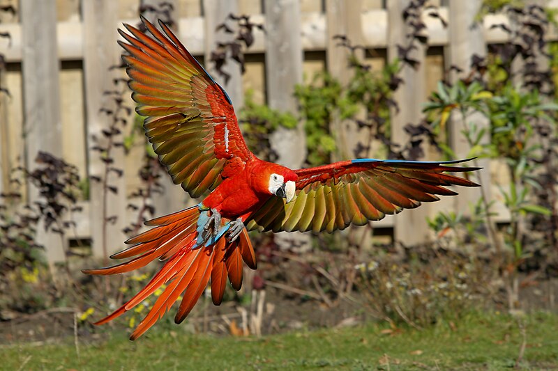 Macaw in Flight