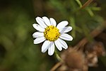 Miniatura para Argyranthemum foeniculaceum