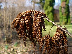 Erdei tündérfürt (Aruncus dioicus) az arborétumban