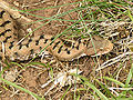 Vretenica aspis (Vipera aspis aspis)