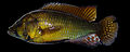 Astatoreochromis-alluaudi-LakeRweru-GB.jpg