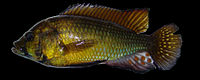 Astatoreochromis alluaudi