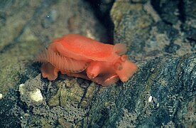 Berthella aurantiaca, yon pleurobranch (lòd Pleurobranchomorpha)