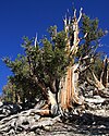 Great Basin Bristlecone pine