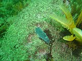 Blue speckled nudibranch Dendrodoris caesia has been seen on the boulders in the bay at about 7m depth between Sponge Rock and the Pinnacle.