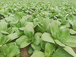 Bok Choy growing in a garden.