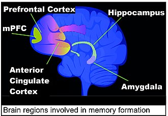 Brain regions involved in memory formation including medial prefrontal cortex (mPFC) Brain regions in memory formation updated.jpg