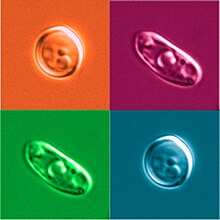 Uma composição de quatro imagens de microscopia de contraste de interferência diferencial, pseudo-coloridas, mostrando as fases de desenvolvimento de C. albicans: observam-se que as células possuem formato redondo em fase branca, e mais alongado em fase opaca.